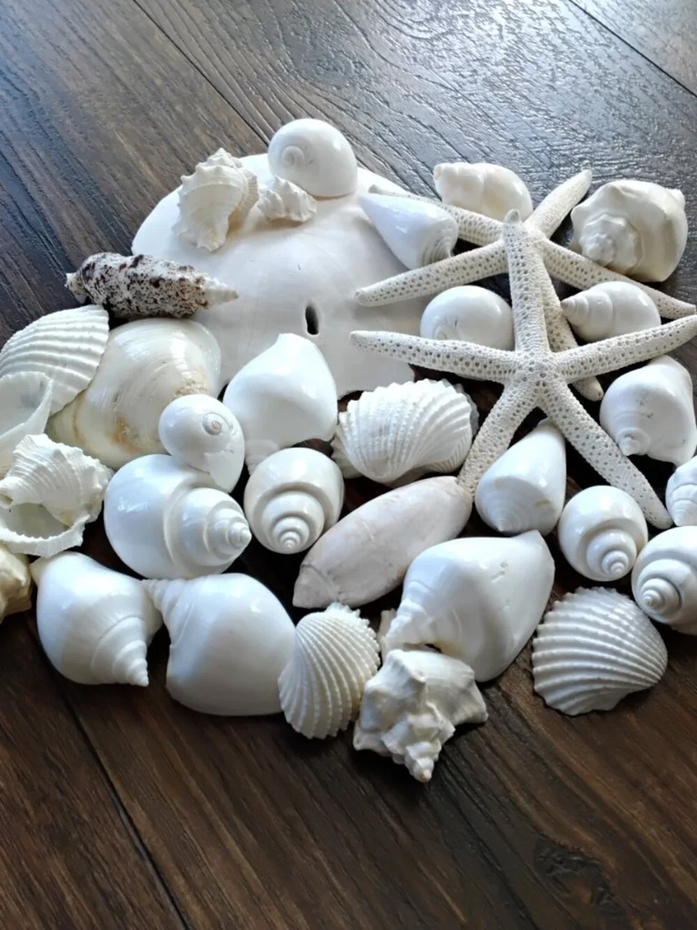 Lot of 38 Assorted Seashells of Various Specimens & Sizes. Beach Coastal Decor